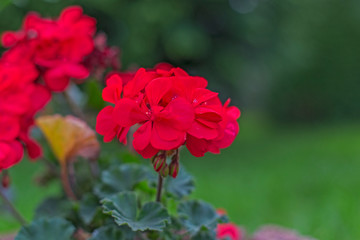 Red pelargonium flower on a green blurred green background, beautiful bokeh. Pelargonium in the garden. Geranium red flowers close up. Red geraniums. Red geranium flowers. 