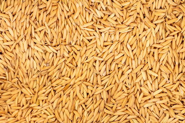 Dried seeds. Food for vegetarians and vegans.