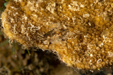 The most beautiful underwater snails of the Indian and Pacific Ocean