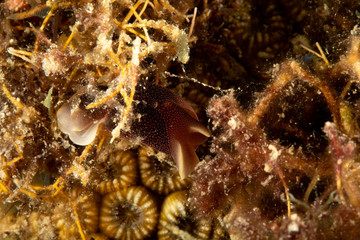 The most beautiful underwater snails of the Indian and Pacific Ocean