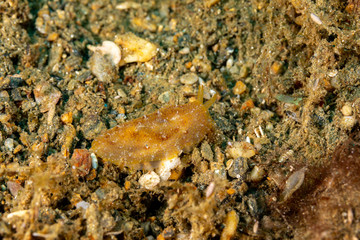 The most beautiful underwater snails of the Indian and Pacific Ocean