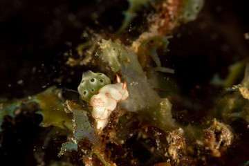 The most beautiful underwater snails of the Indian and Pacific Ocean