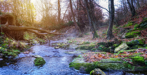 Forest with river panorama