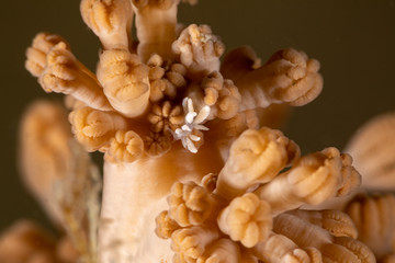 The most beautiful underwater snails of the Indian and Pacific Ocean