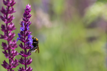 Hummel besucht blühende Lupine