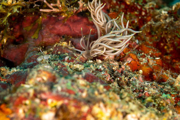 The most beautiful underwater snails of the Indian and Pacific Ocean