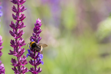Hummel besucht blühende Lupine