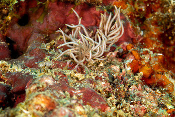 The most beautiful underwater snails of the Indian and Pacific Ocean