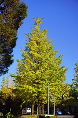 Naklejka premium 甲州街道の紅葉した銀杏２