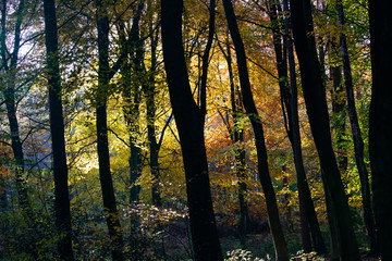 autumn woodland