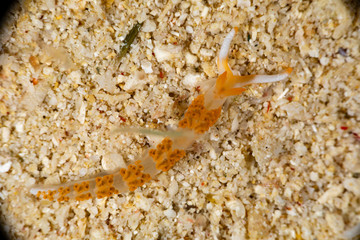 The most beautiful underwater snails of the Indian and Pacific Ocean