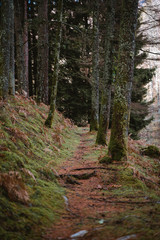 Fototapeta premium Narrow path between trees