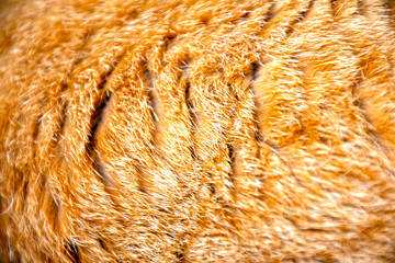 Yellow dense cat hair. Close-up of yellow cat fur for texture or background
