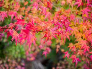 Selectivefocus Beautiful Autumn Red Leaves Tree 