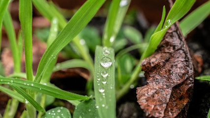 gouttes d'eau sur brin d'herbe