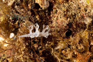 The most beautiful underwater snails of the Indian and Pacific Ocean