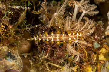 The most beautiful underwater snails of the Indian and Pacific Ocean