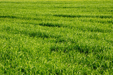 Grass field, green spring landscape. Lush gorgeous lawns.