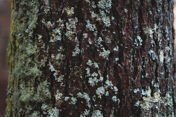 Tree wood covered in moss and fungus