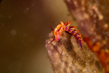 The most beautiful underwater snails of the Indian and Pacific Ocean
