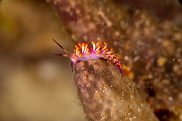 The most beautiful underwater snails of the Indian and Pacific Ocean