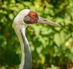 portrait of white naped crane (Antigone vipio)