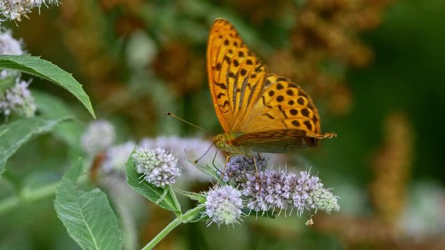 Silver-washed fritillary 