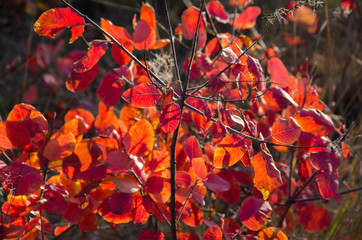 red autumn leaves Cotinus