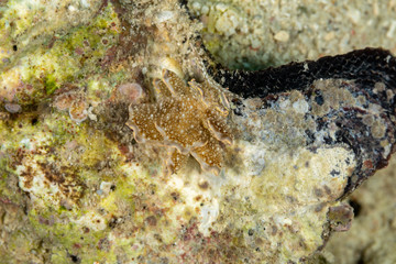 The most beautiful underwater snails of the Indian and Pacific Ocean