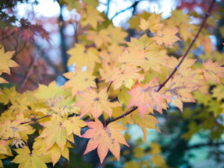 Fototapeta na wymiar Beautiful Autumn Yellow Leave Nature Travel