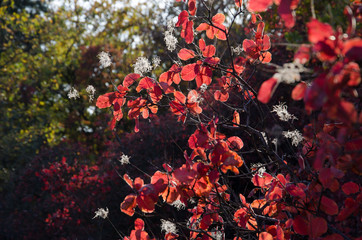 sunlight through the red leaves 