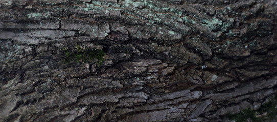 bark of a tree