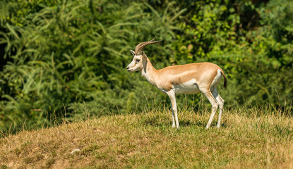 antelope impala standing on small hill in front of trees
