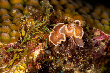 The most beautiful underwater snails of the Indian and Pacific Ocean