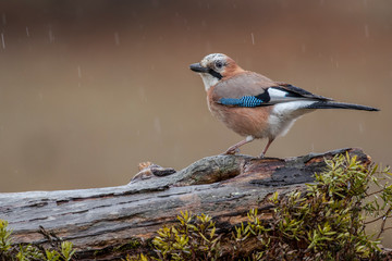 Eurasia Jay (Garrulus glandarius) perched on a log in autumn a rainy day. Leon, Spain
