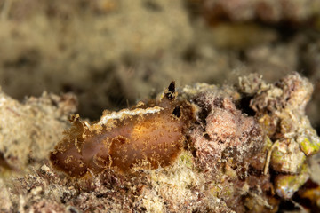 The most beautiful underwater snails of the Indian and Pacific Ocean