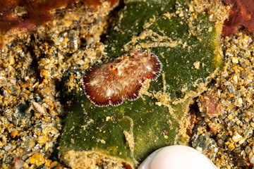 The most beautiful underwater snails of the Indian and Pacific Ocean
