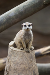 Fototapeta premium Small mongoose as known the meerkat or suricate sitting on the trunk of a tree.
