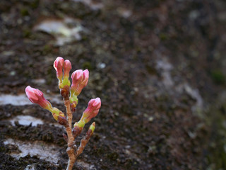 桜のつぼみ