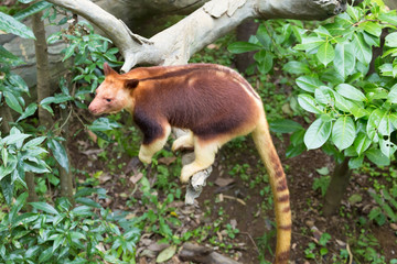 Goodfellow's tree-kangaroo also called the ornate tree-kangaroo.