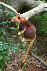 Goodfellow's tree-kangaroo also called the ornate tree-kangaroo.