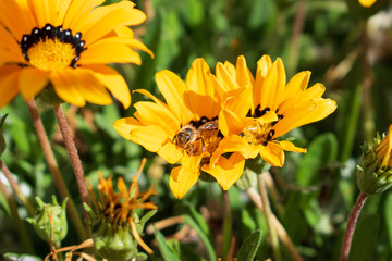bee on flower