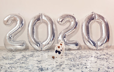 Funny Jack russell terrier dog with balloons in the form of numbers 2020. New year celebration. Silver Air Balloons. Holiday party decoration.