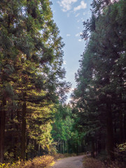 사려니숲길 풍경