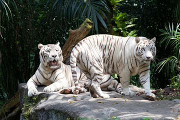 ホワイトタイガー