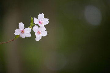三輪の桜の花の枝先のアップ