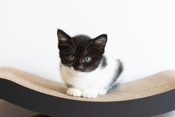 黒白猫の仔猫