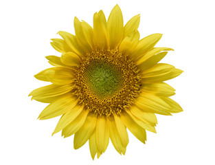  Sonnenblume (Helianthus annuus)