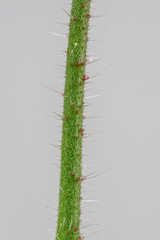 Borretsch (Borago officinalis)