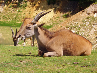 Obraz premium Parc animalier de Thoiry
